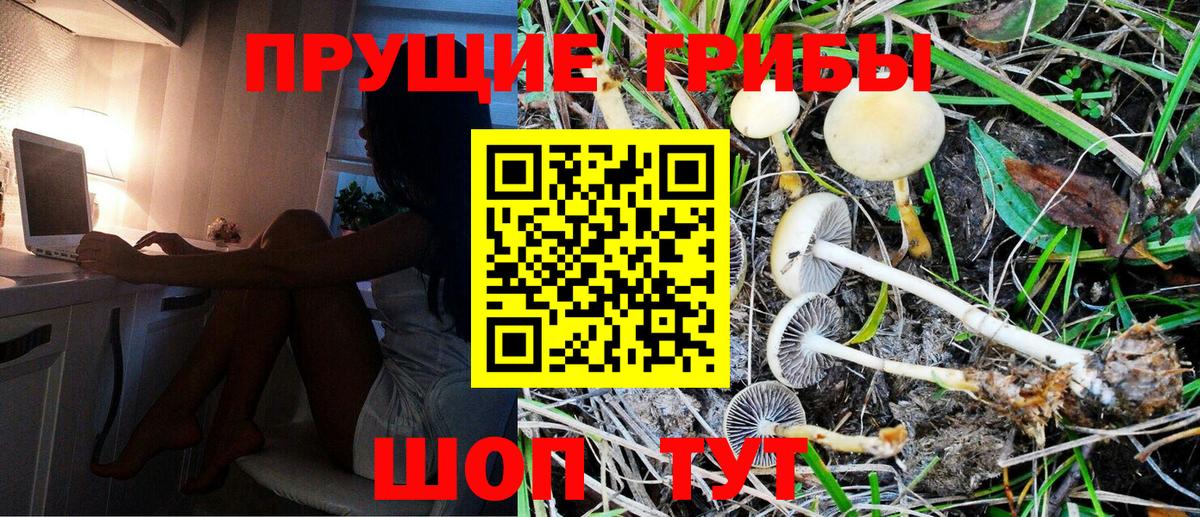 Галлюциногенные грибы Psilocybe Оренбург